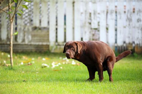 Why Does My Dog Poop In Her Sleep – [Vet Explains Pets]